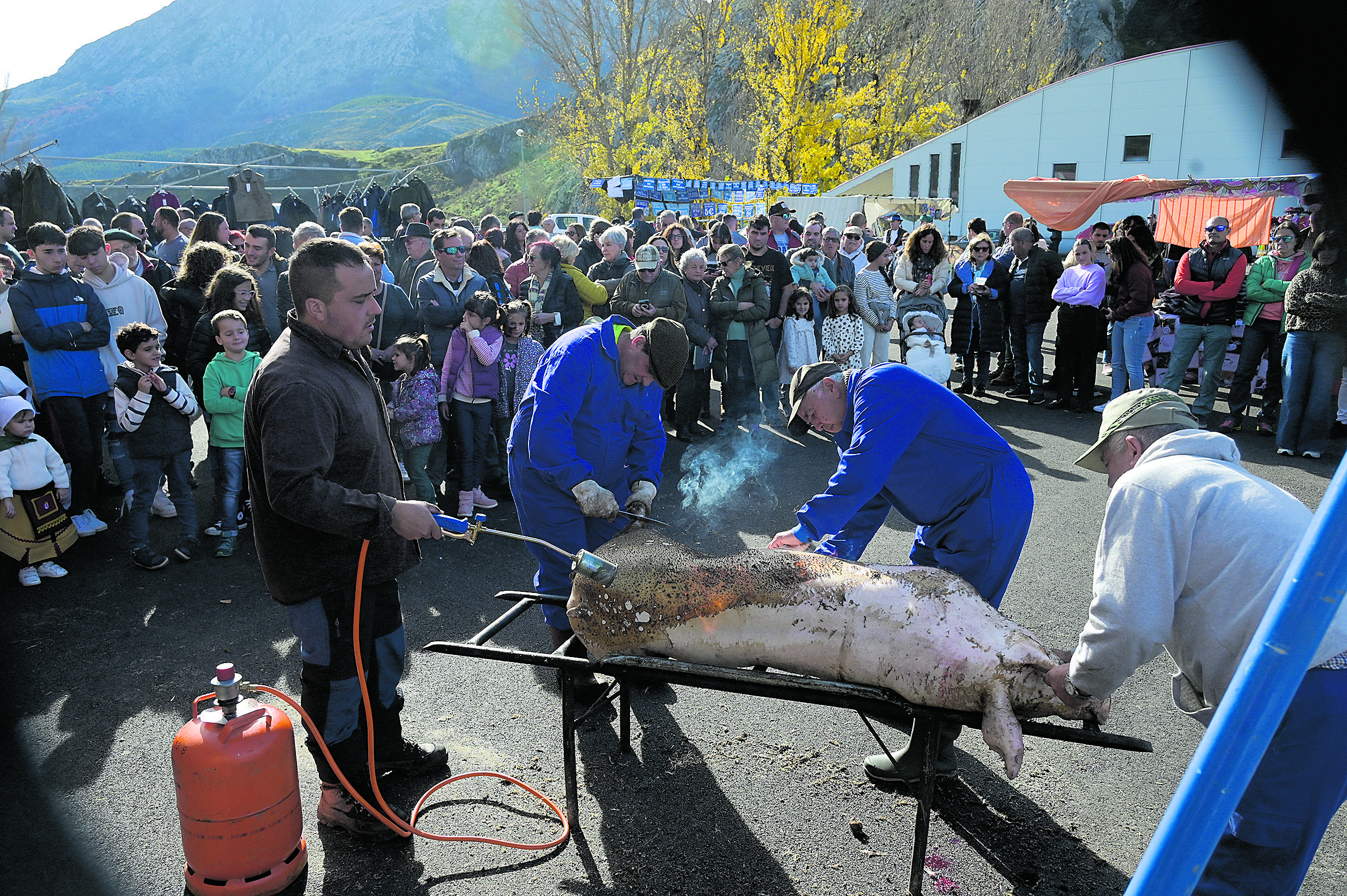 La matanza del cerdo volvió a ser protagonista en Puebla de Lillo este sábado. | MAURICIO PEÑA