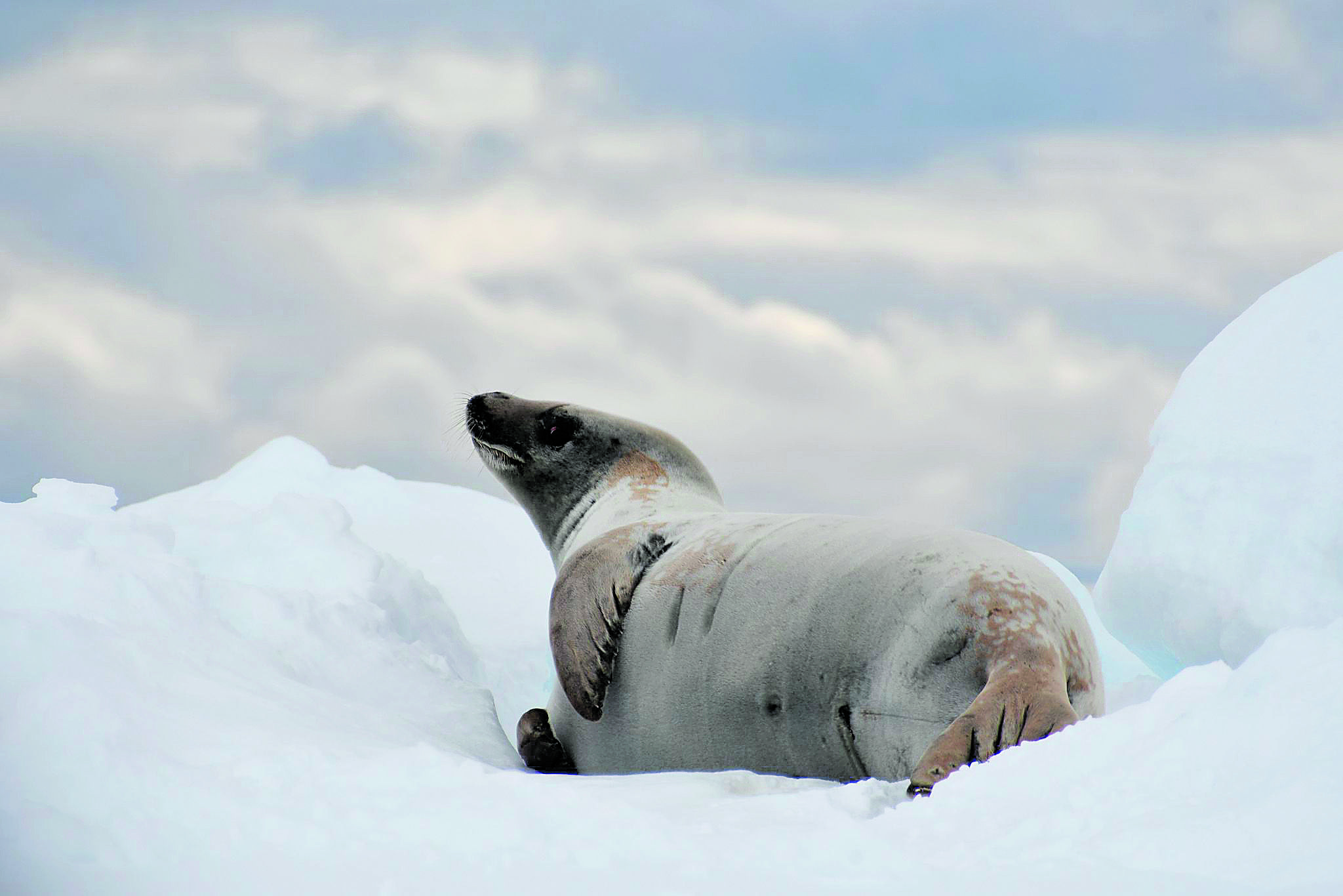 La fauna de la Antártida que avistan desde su barco. | TAMANTHA STUCHBURY