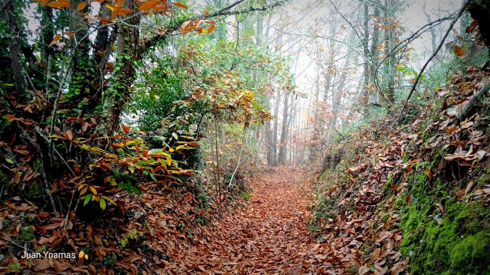 Imagen del bosque de castaños de Villar. 