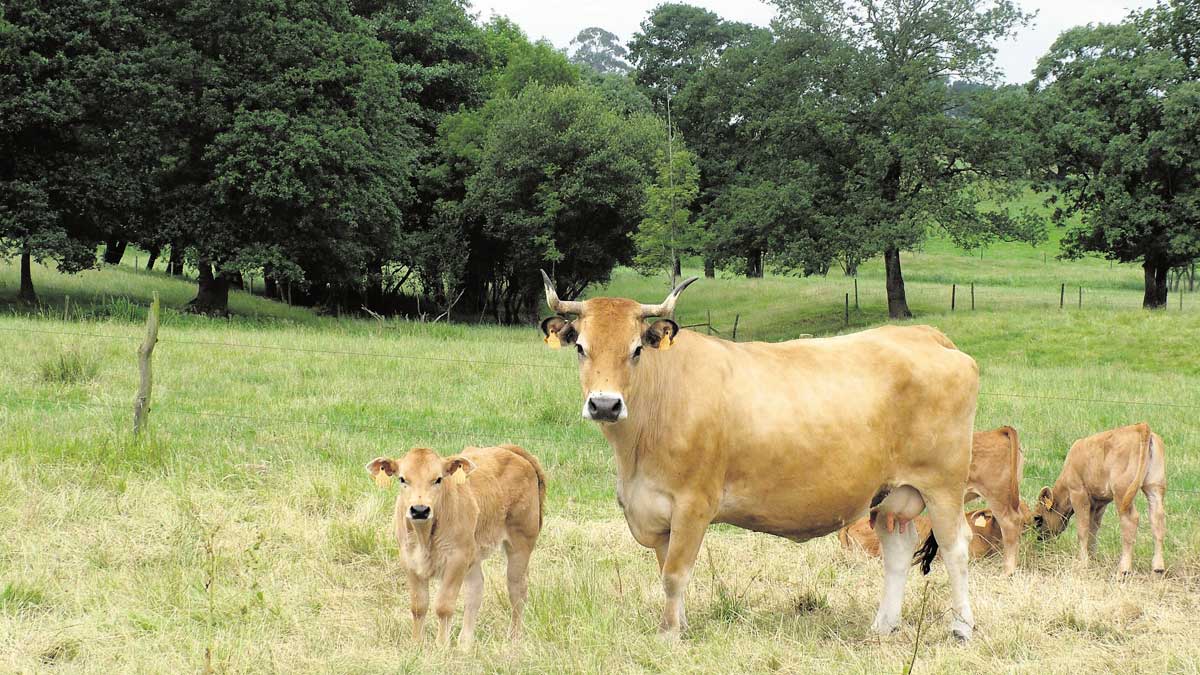 La bajada de los precios de la leches vuelven a poner en jaque al sector. | MAURICIO PEÑA