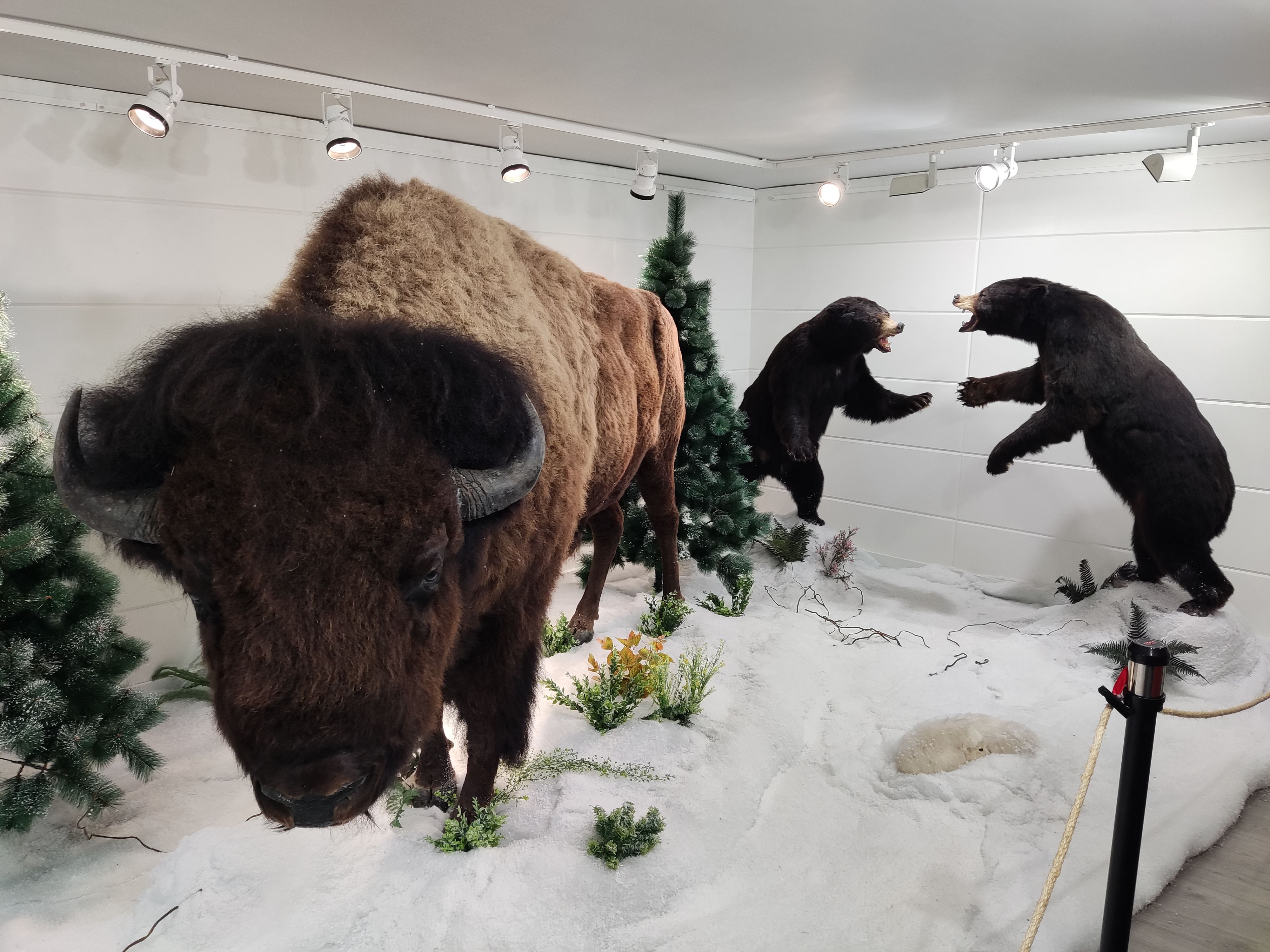 Dos osos canadienses pelándose detrás de un gran bisonte americano. | ALEJANDRO RODRÍGUEZ 