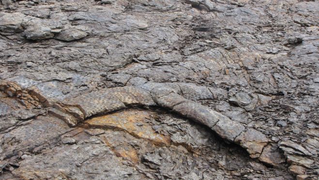 Las raíces entrecruzadas de la Siguillaria presentan, para el profano, el aspecto de enormes reptiles. Las raíces entrecruzadas de la Siguillaria presentan, para el profano, el aspecto de enormes reptiles.