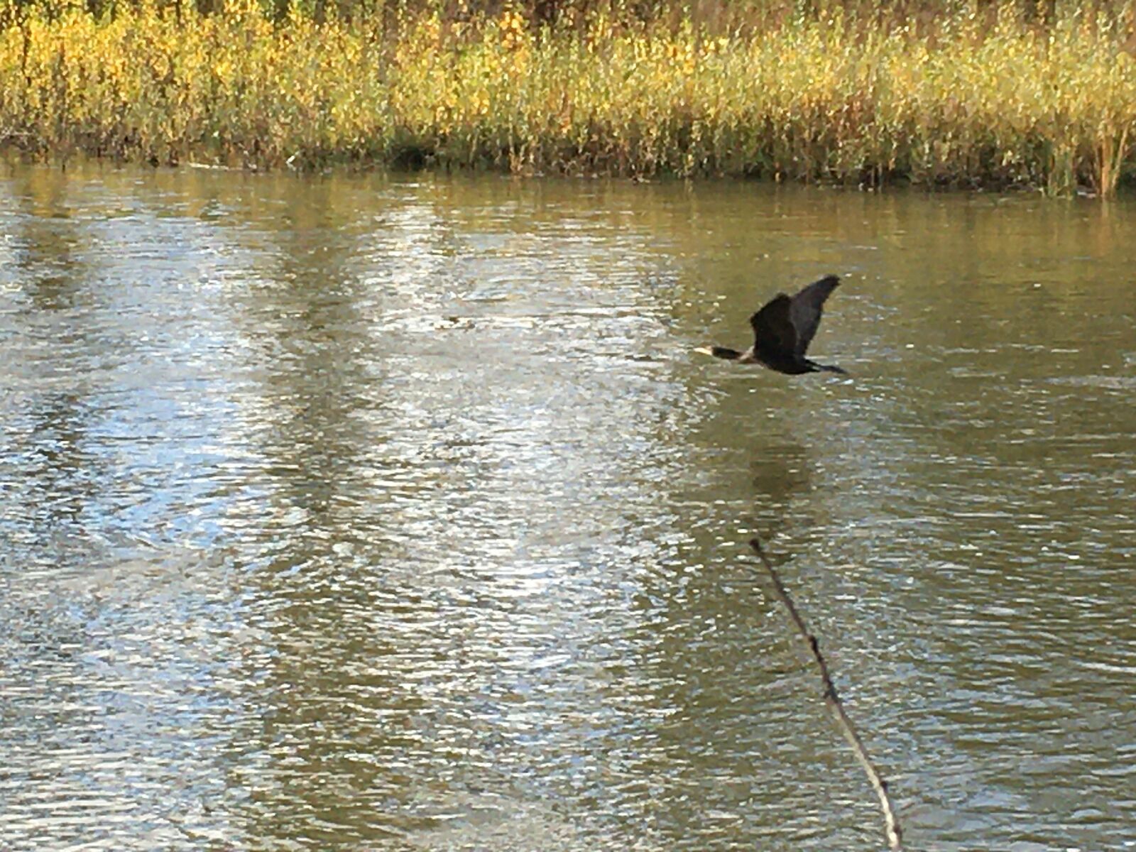 Cormorán en el río Bernesga de León. | R.P.N.