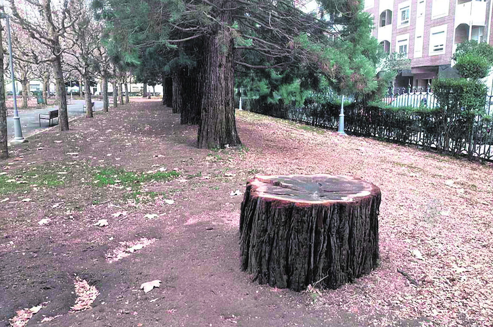 Imagen del árbol cortado en el parque
