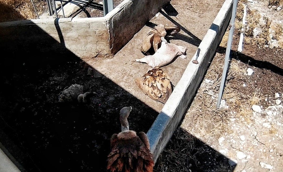 Cerdo siendo devorado por una manada de buitres.
