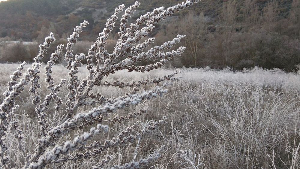 Las heladas tiñen de blanco León. | ICAL