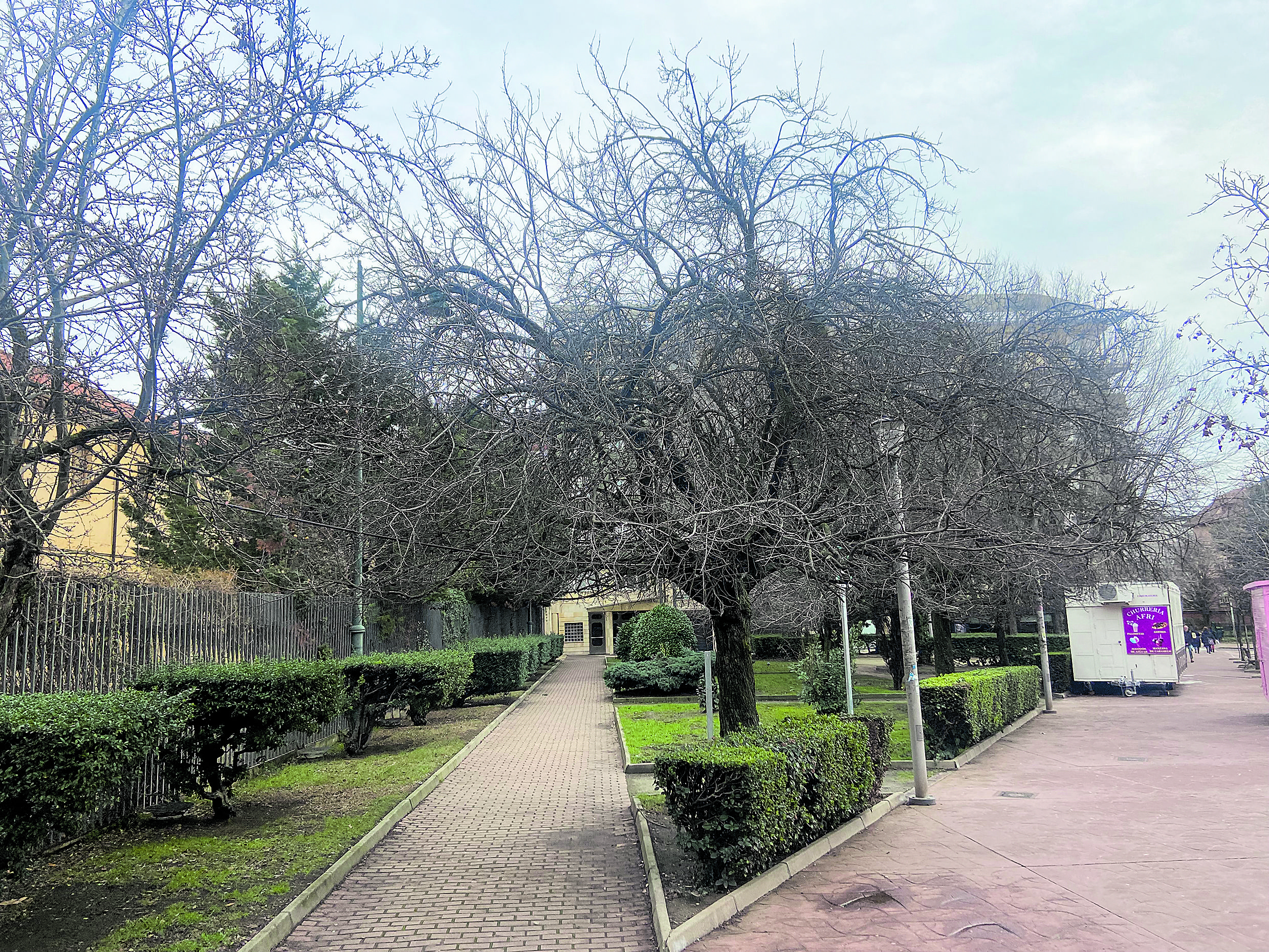 Árboles sin podar en la calle Padre Javier de Valladolid. | L.N.C.