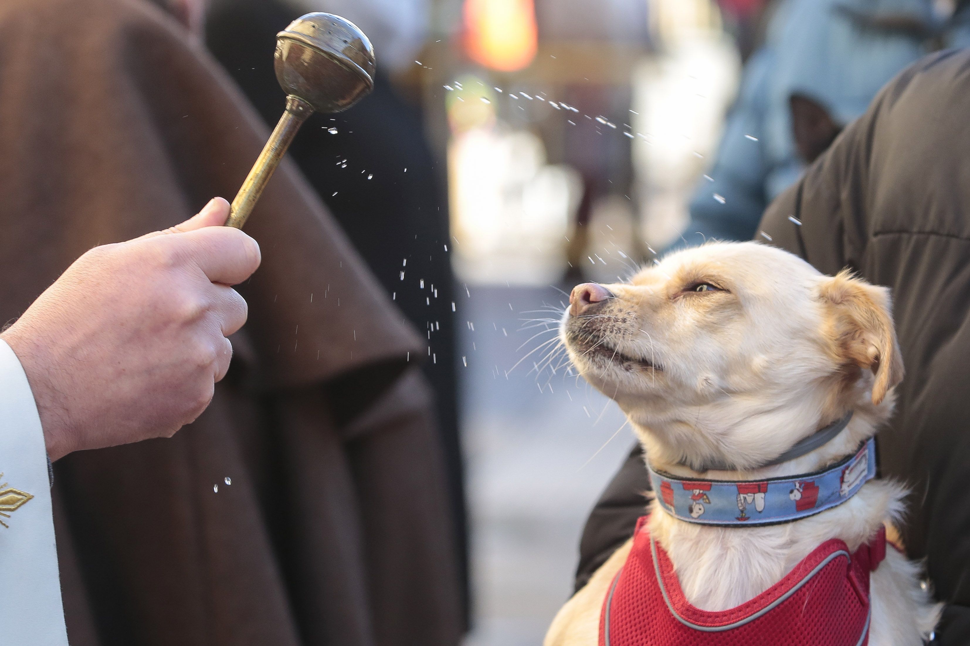 Bendición de animales en León. | CAMPILLO (ICAL)