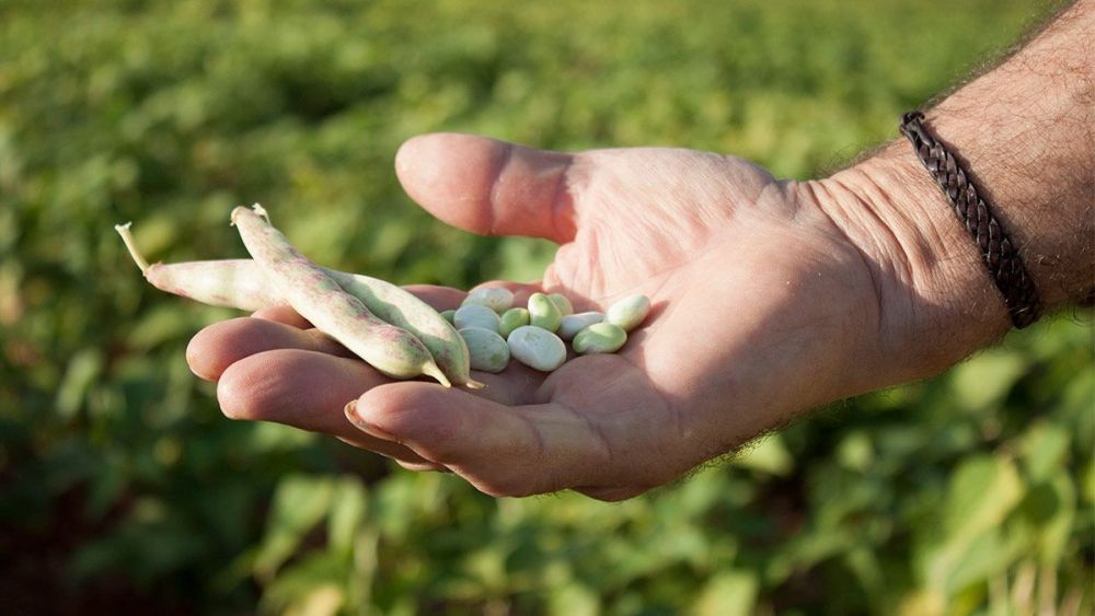 El estudio de UPA alerta de que cada vez menos agricultores apuestan por cultivar legumbres. | L.N.C.