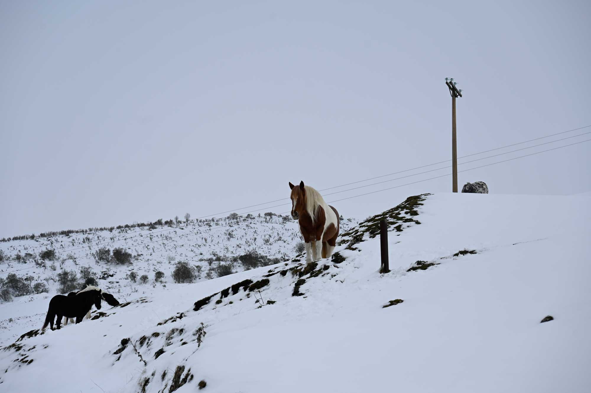 La nieve ha llegado a la montaña de León. | SAÚL ARÉN