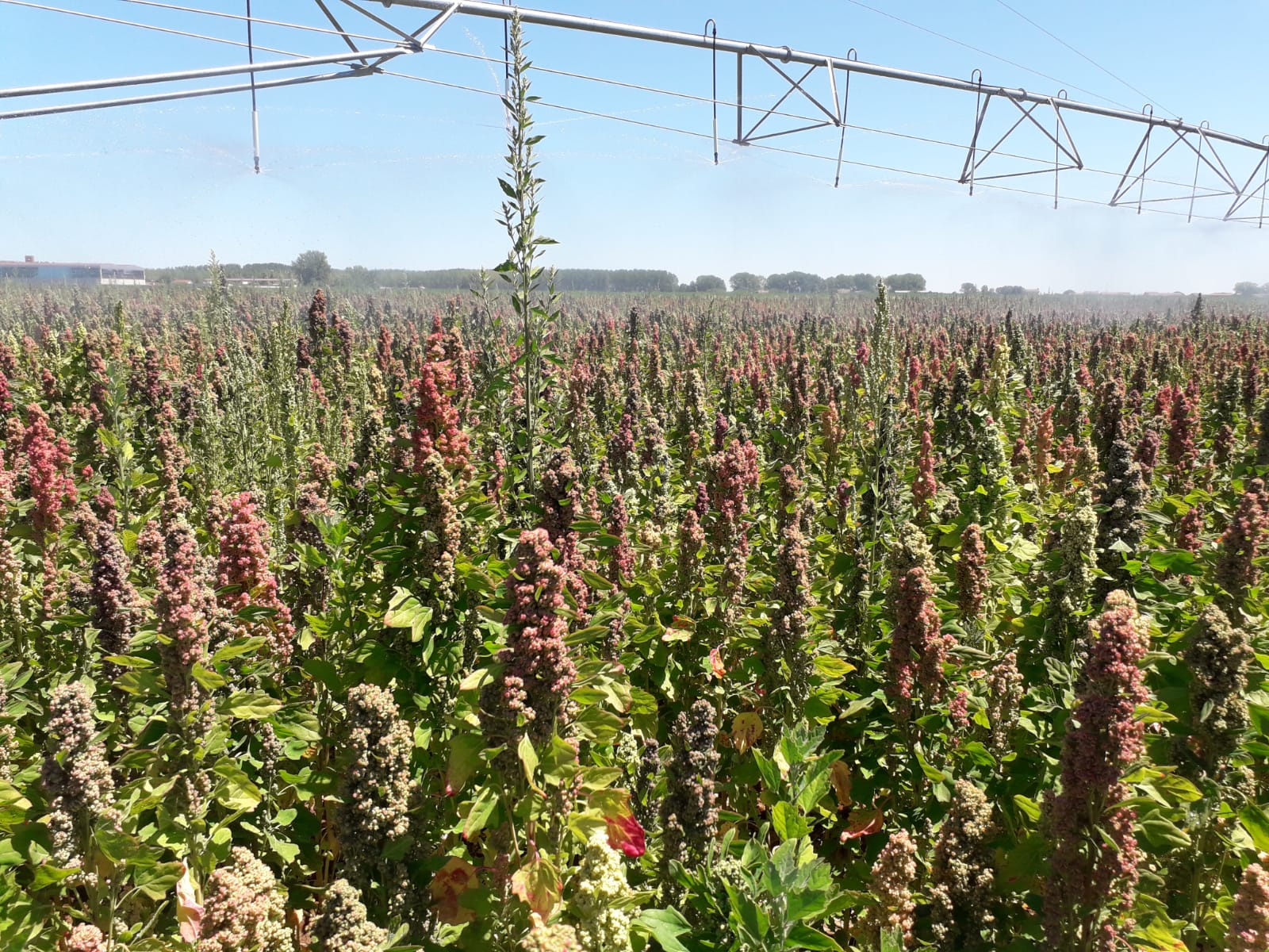 Campos sembrados de quinoa.
