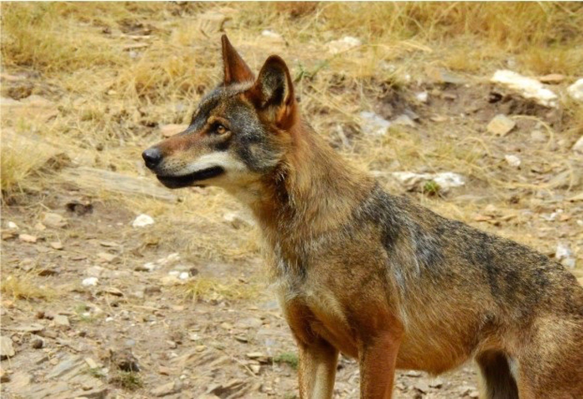 Un lobo ibérico en una imagen de archivo. | L.N.C.