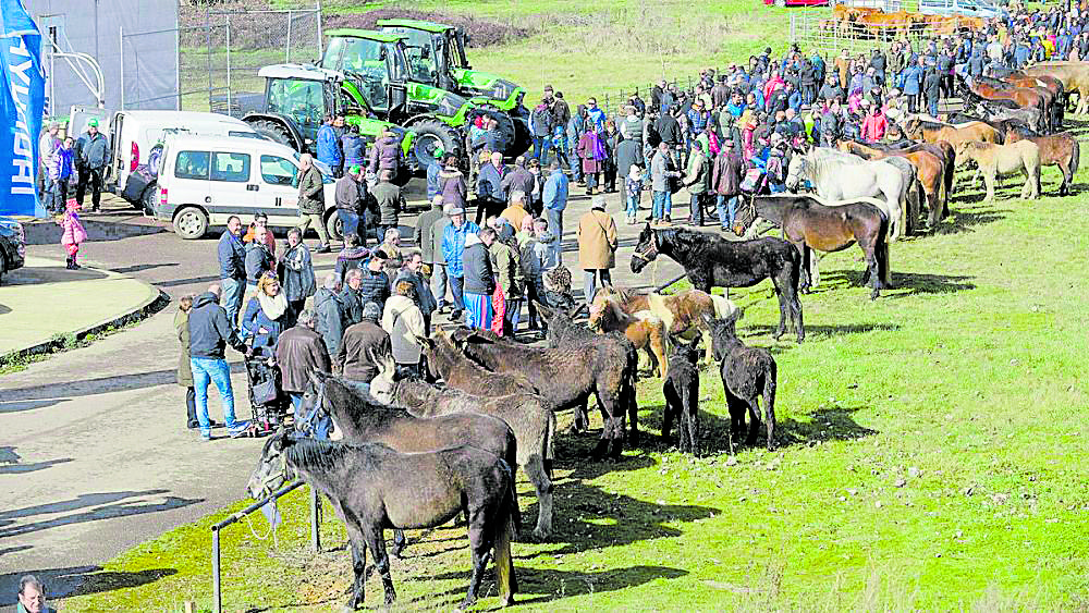 Imagen del concurso-exposición de Ganado ovino, cariño, vacuno y equino, y de razas autóctonas caninas de Gradefes. |Mauricio Peña