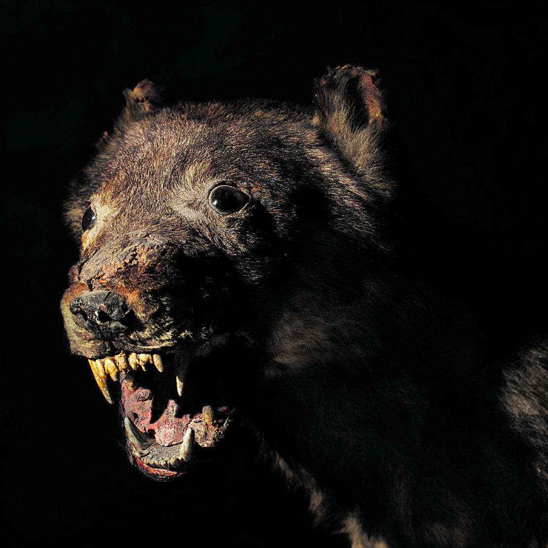 "Lobos y lobas son para muchos un símbolo de lo irreverente, para otros es símbolo del mal, pero para pocos es un sencillo animal". | FUNDACIÓN DÍAZ CANEJA
