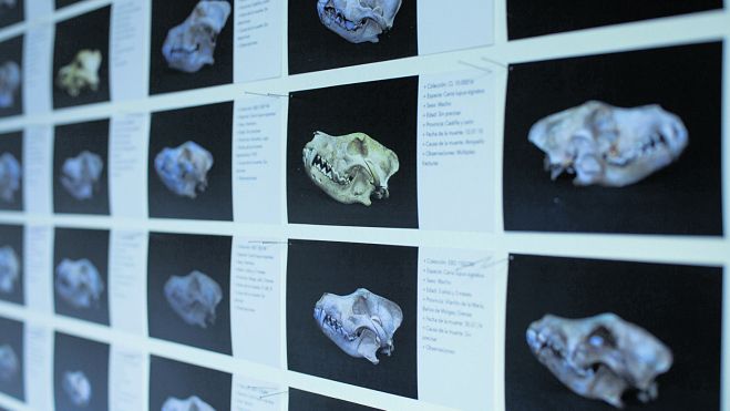 ‘Proyecto loba’, de la artista palentina Ana Frechilla, es el fruto de tres años de intenso trabajo de investigación en muchos campos. | FUNDACIÓN DÍAZ CANEJA ‘Proyecto loba’, de la artista palentina Ana Frechilla, es el fruto de tres años de intenso trabajo de investigación en muchos campos. | FUNDACIÓN DÍAZ CANEJA
