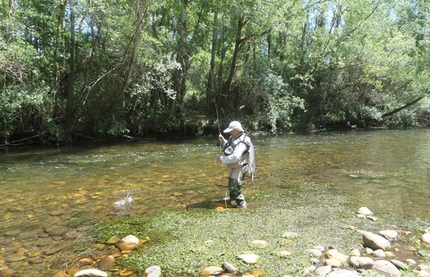 Pescador cobrando una trucha en el río Bernesga. | RPN