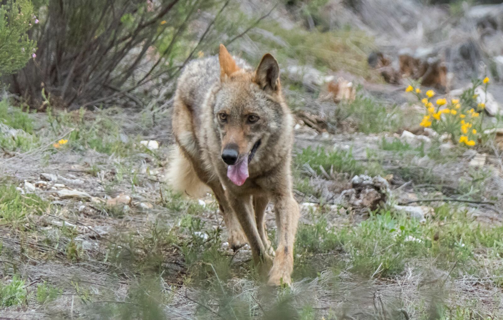 La gestión y la conservación del lobo también fueron tratadas. | ICAL