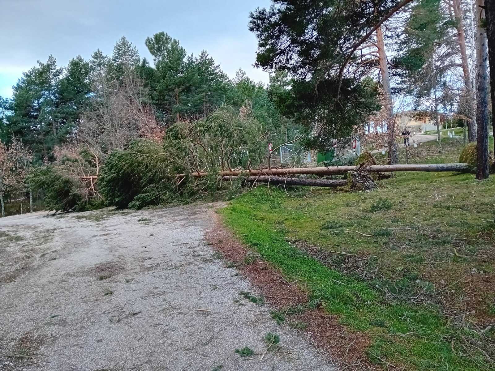 Los árboles han cortado el acceso al pantano de Villameca. | L.N.C.