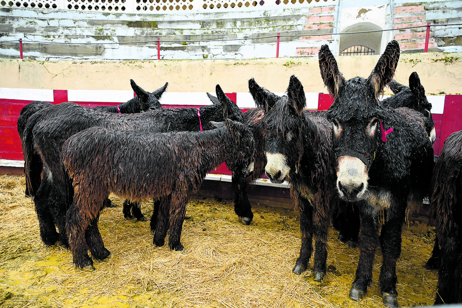 La 103 edición de la Feria de Febrero se clausuró este sábado a mediodía. | Saúl Arén