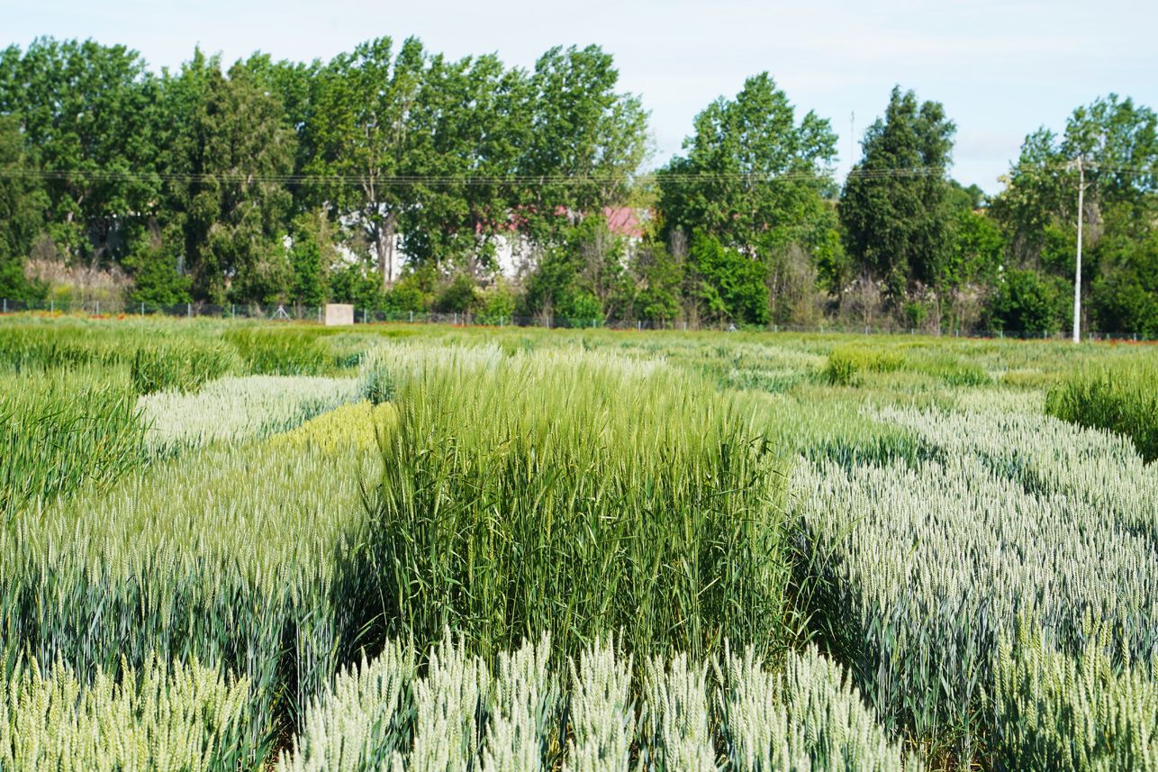 Variedades de cereal en los ensayos agrarios del Itacyl. | L.N.C.