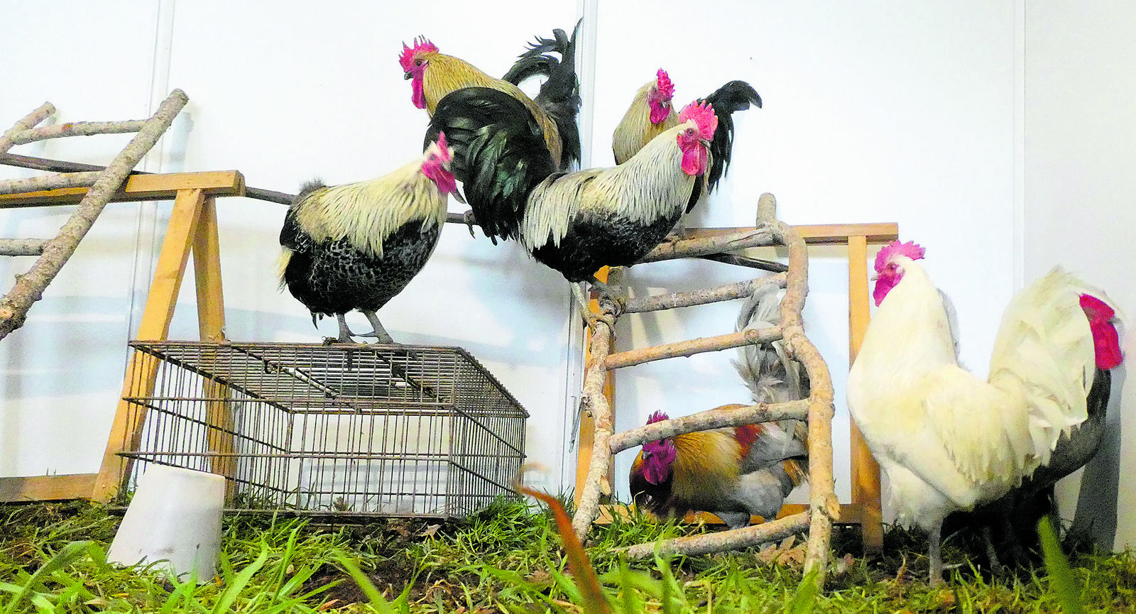 Los gallos de La Vecilla son únicos. | G.F.C.