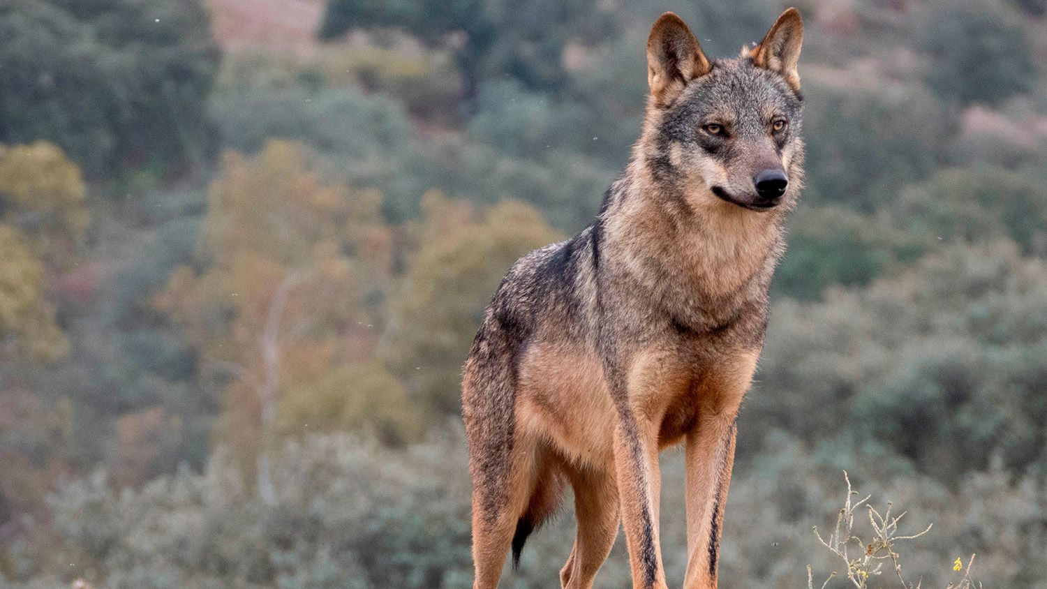 Foto de archivo de un lobo. | L.N.C.