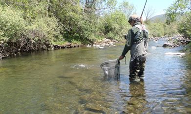 Pescador cobrando una trucha en el río Bernesga. | RPN