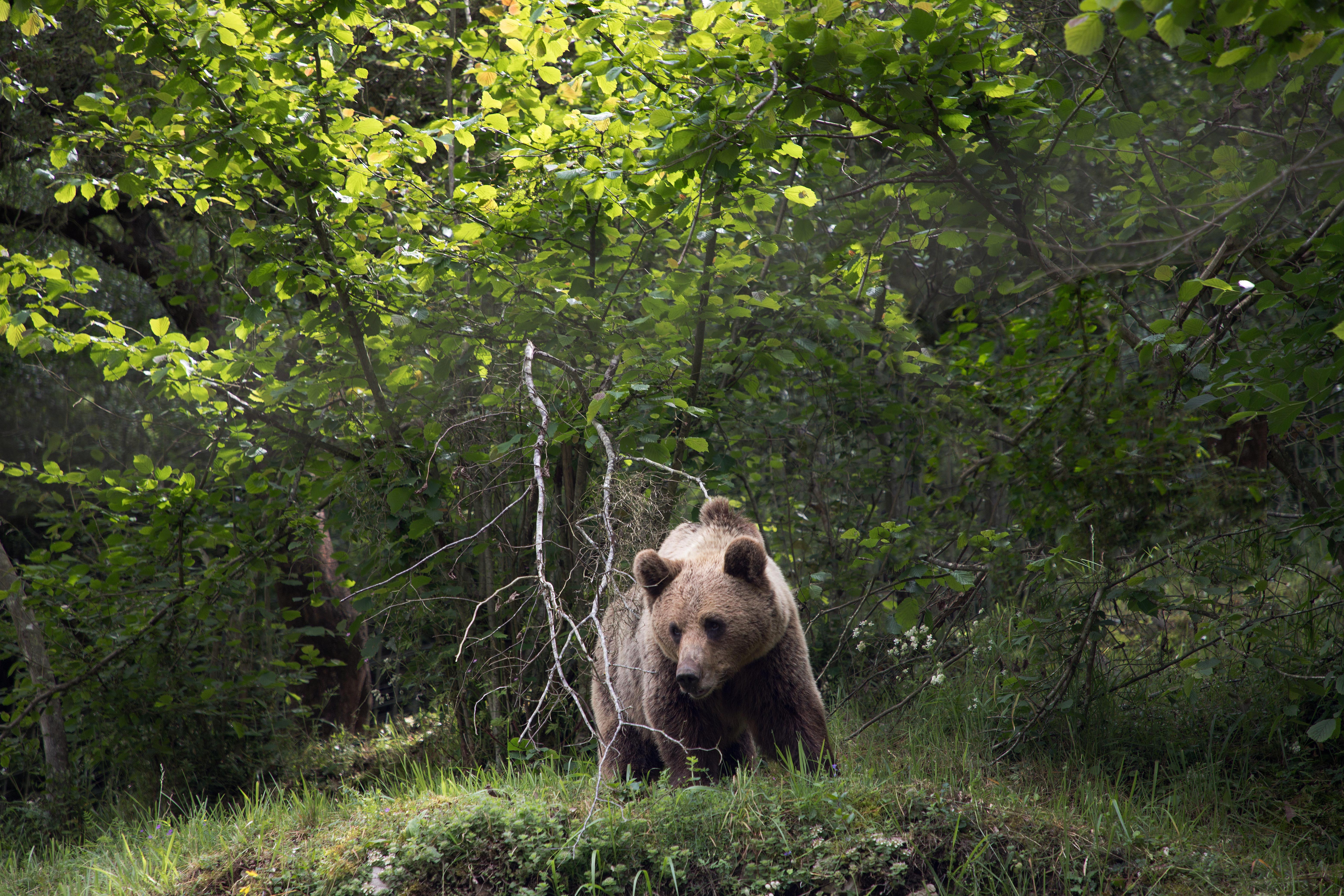 Imagen de archivo de un oso pardo cantábrico. | Eduardo Margareto (Ical)