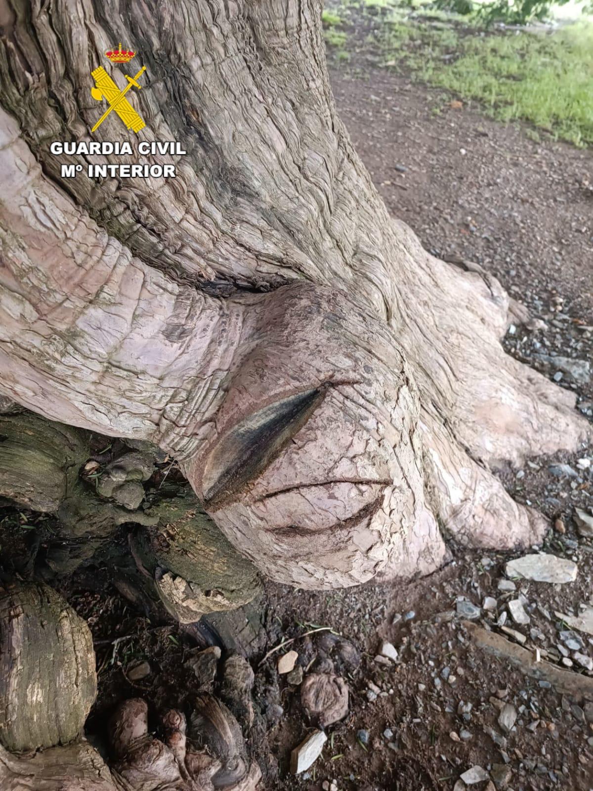 Daños provocados en el tronco del árbol monumental. Daños provocados en el tronco del árbol monumental.