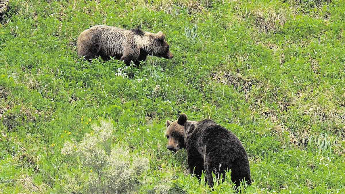El objetivo es mantener la población de esta especie. | ICAL El objetivo es mantener la población de esta especie. | ICAL