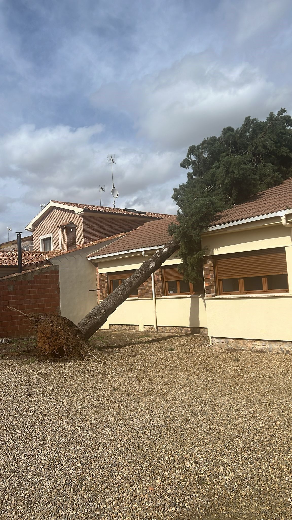 El árbol ha caído sobre el centro de salud. | L.N.C.