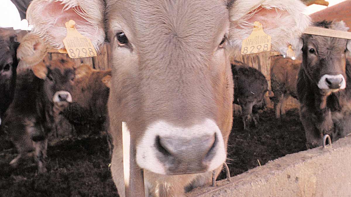 Un ejemplar joven de vacuno de leche de raza parda. | MAURICIO PEÑA