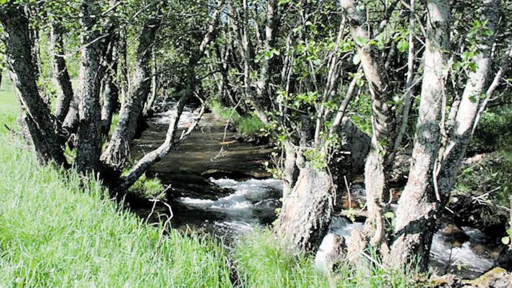 El río Eria a su paso por Cabrera. | L.N.C.