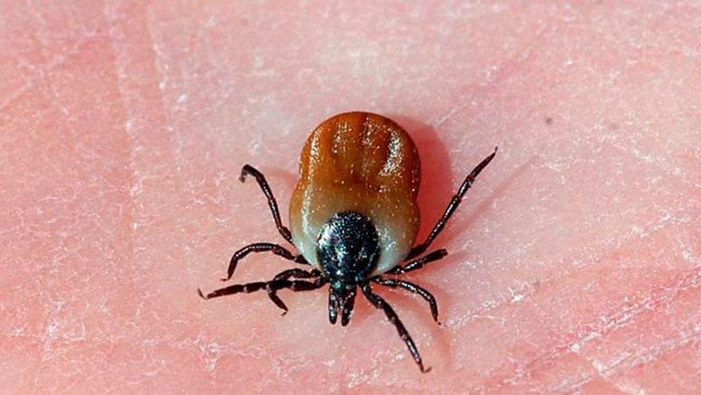 La fiebre hemorrágica de Crimea-Congo está causada por un virus que transmite la garrapata. | L.N.C.