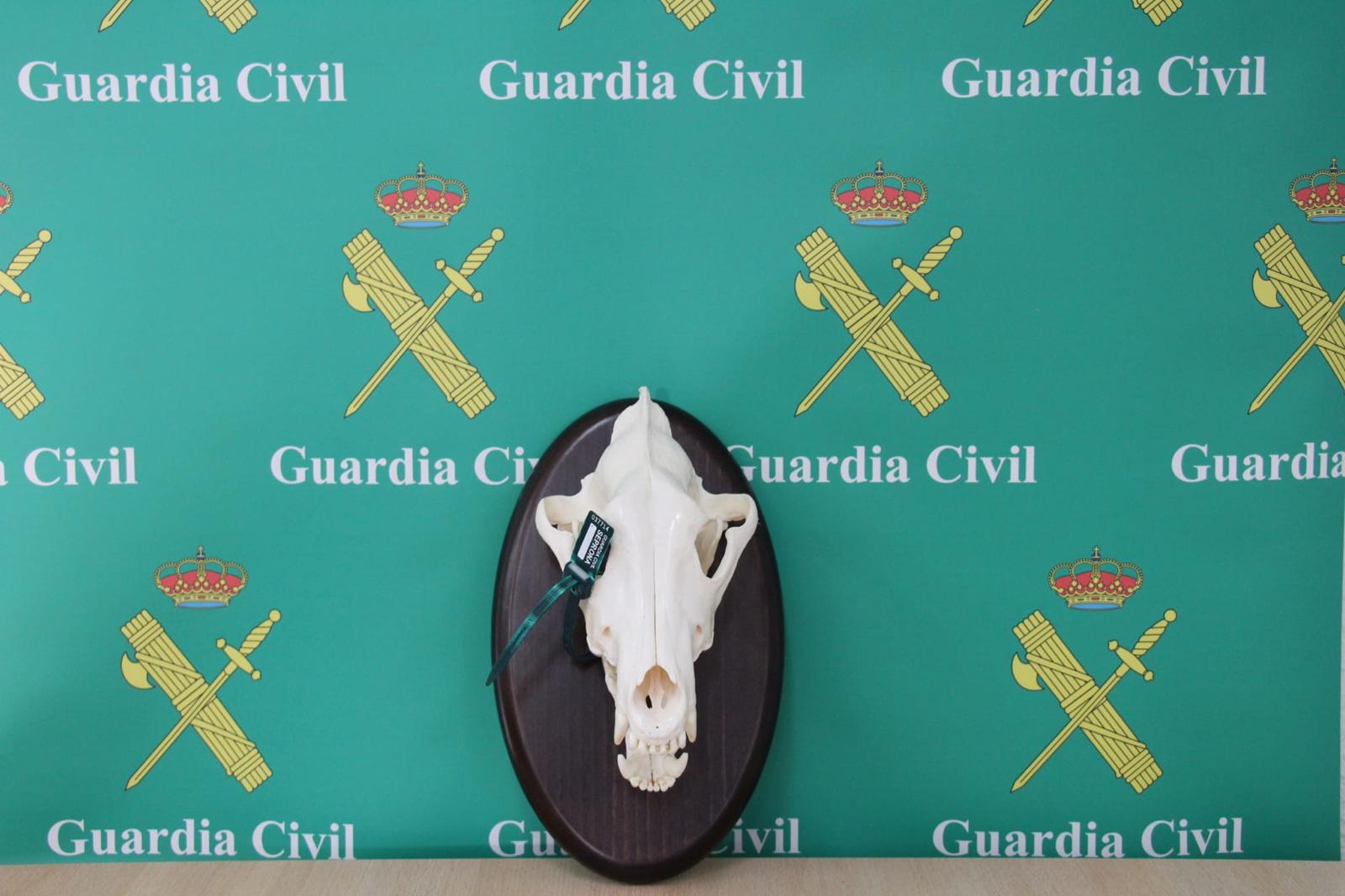 La taxidermia incautada por la Guardia Civil de León. | L.N.C.