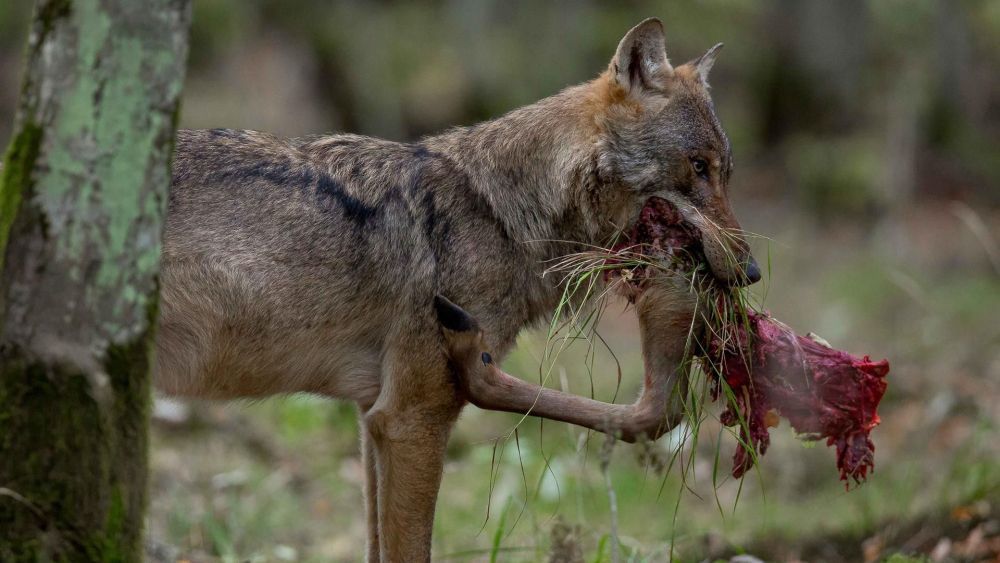 El número de ataques por lobo a la ganadería durante el período 2022-2023 en las nueve provincias de Castilla y León ascendió a 6.634. | ICAL