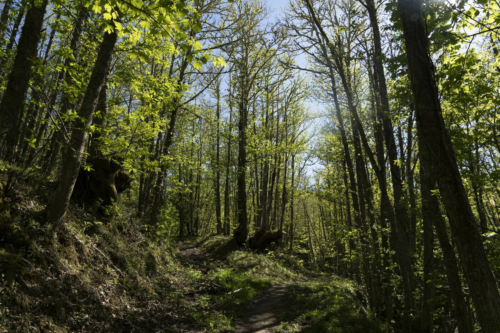 Soto de castaños de Villar de los Barrios, nombrado Bosque del año en España 2024. | César Sánchez (Ical)