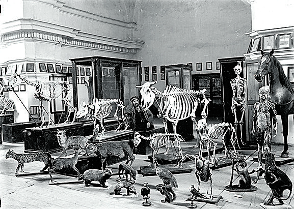 Gabinete Anatómico de la Escuela Subalterna de Veterinaria de León, en el antiguo Convento de los Franciscanos Descalzos, hacia 1860. | UNIVERSIDAD DE LEÓN