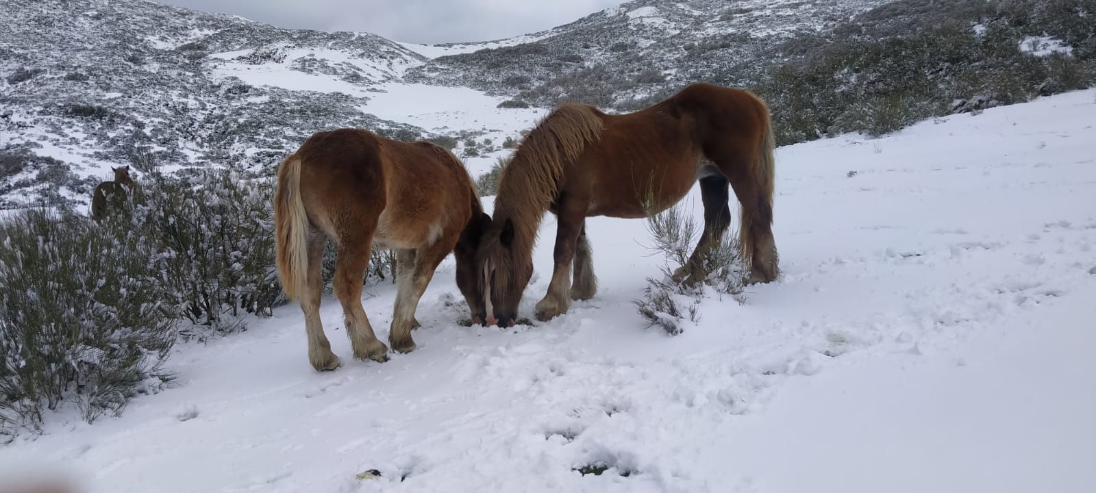 Redipollos, en la Montaña Central de León, ha amanecido con nieve. | REPORTAJE GRÁFICO: JESÚS MATA