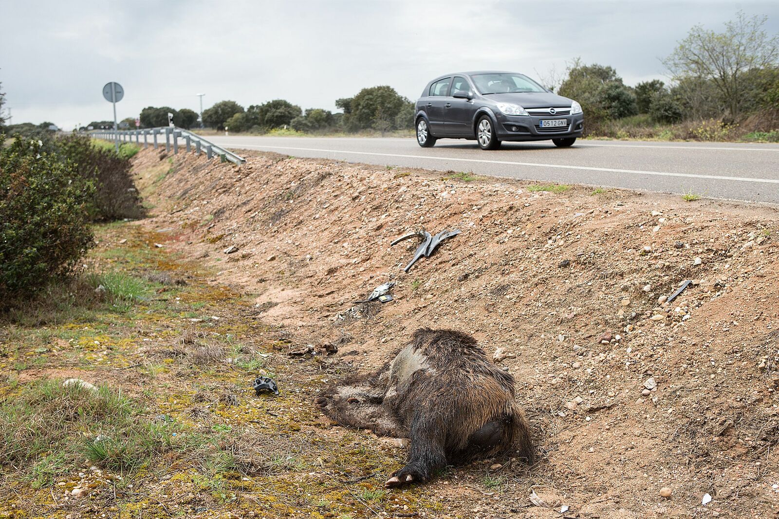  En León los accidentes viales en los que se vio implicado un jabalí fueron los más numerosos, hubo 911. | ICAL