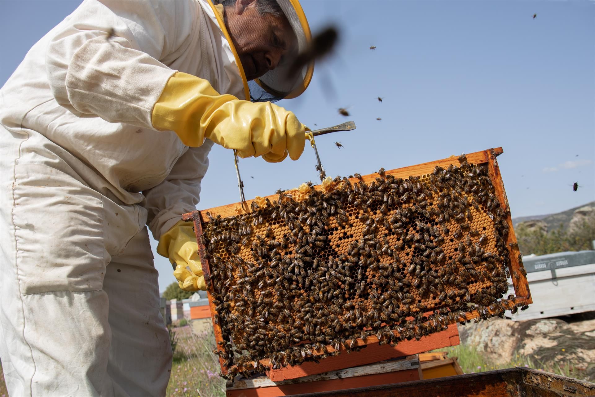 Esta nueva medida busca reforzar el etiquetado de varios productos, en especial el de la miel. | EUROPA PRESS