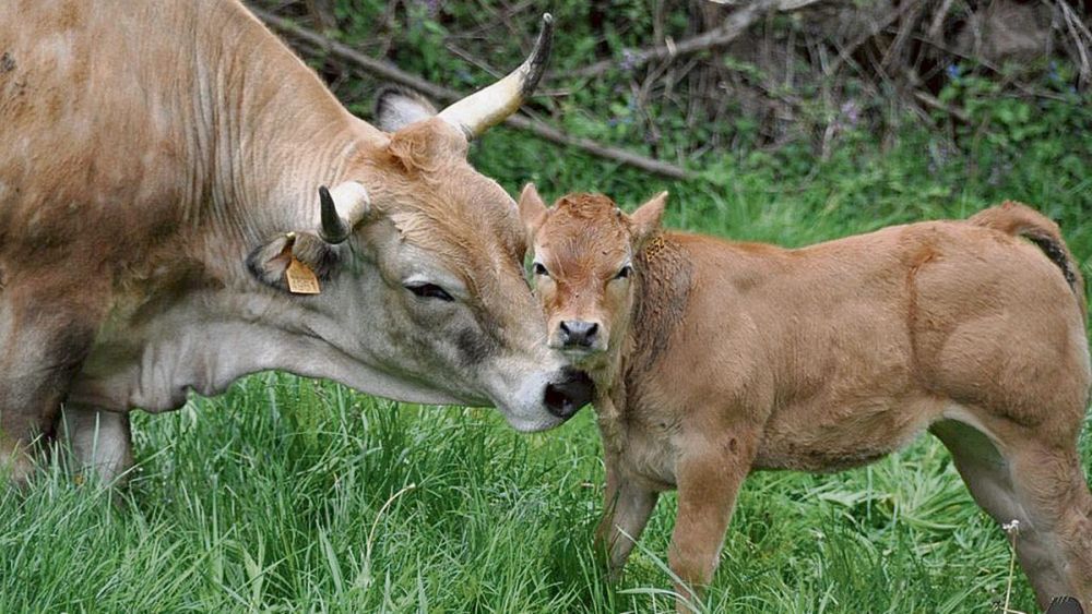 Imagen de archivo de una vaca con su ternero. | L.N.C.