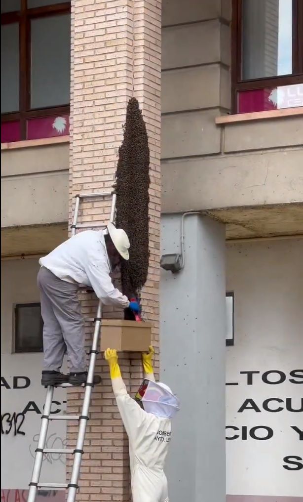 Enjambre de abejas en un edificio del Polígono X. L.N.C.