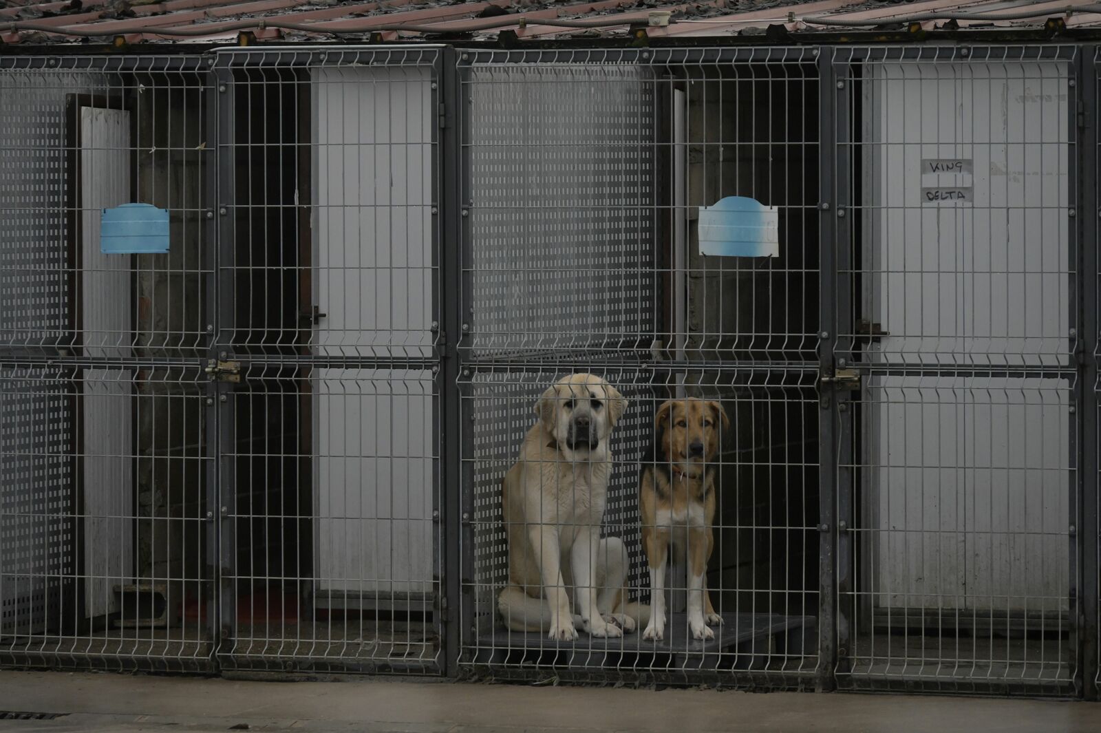 Imagen de archivo de la Protectora de Animales de León. | MAURICIO PEÑA