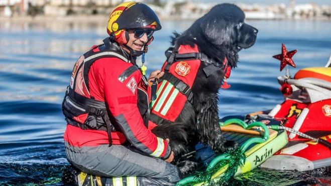 Los perros leoneses participan en actividades de salvamento. | JESÚS CALVO