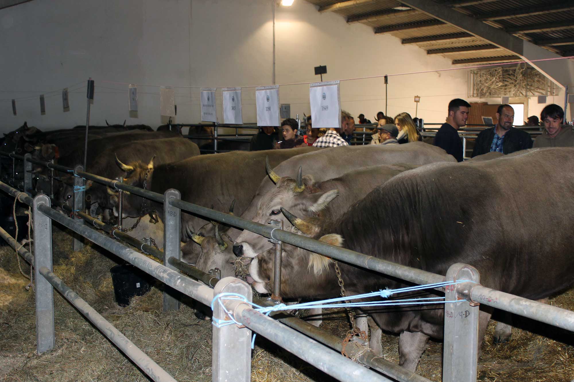 Puebla de Lillo abrirá este sábado las puertas de su recinto ferial. | HURTADO