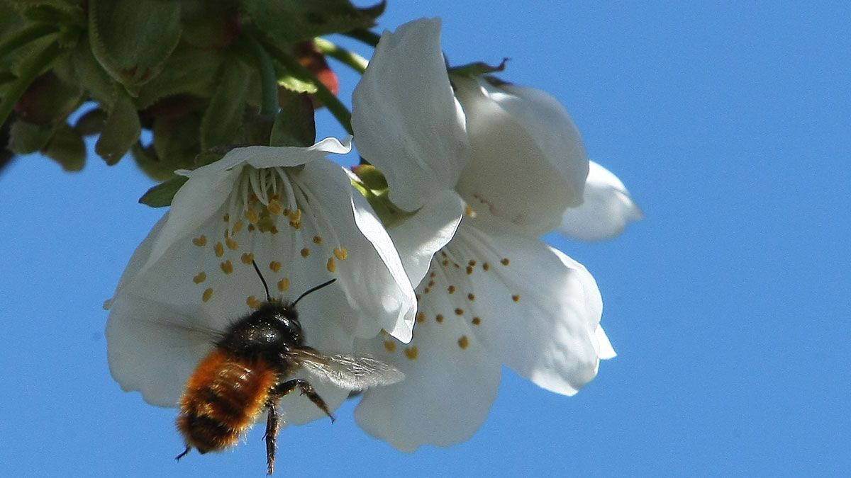 Cerezos en flor en la localidad berciana de Corullón. | CÉSAR SÁNCHEZ (ICAL)