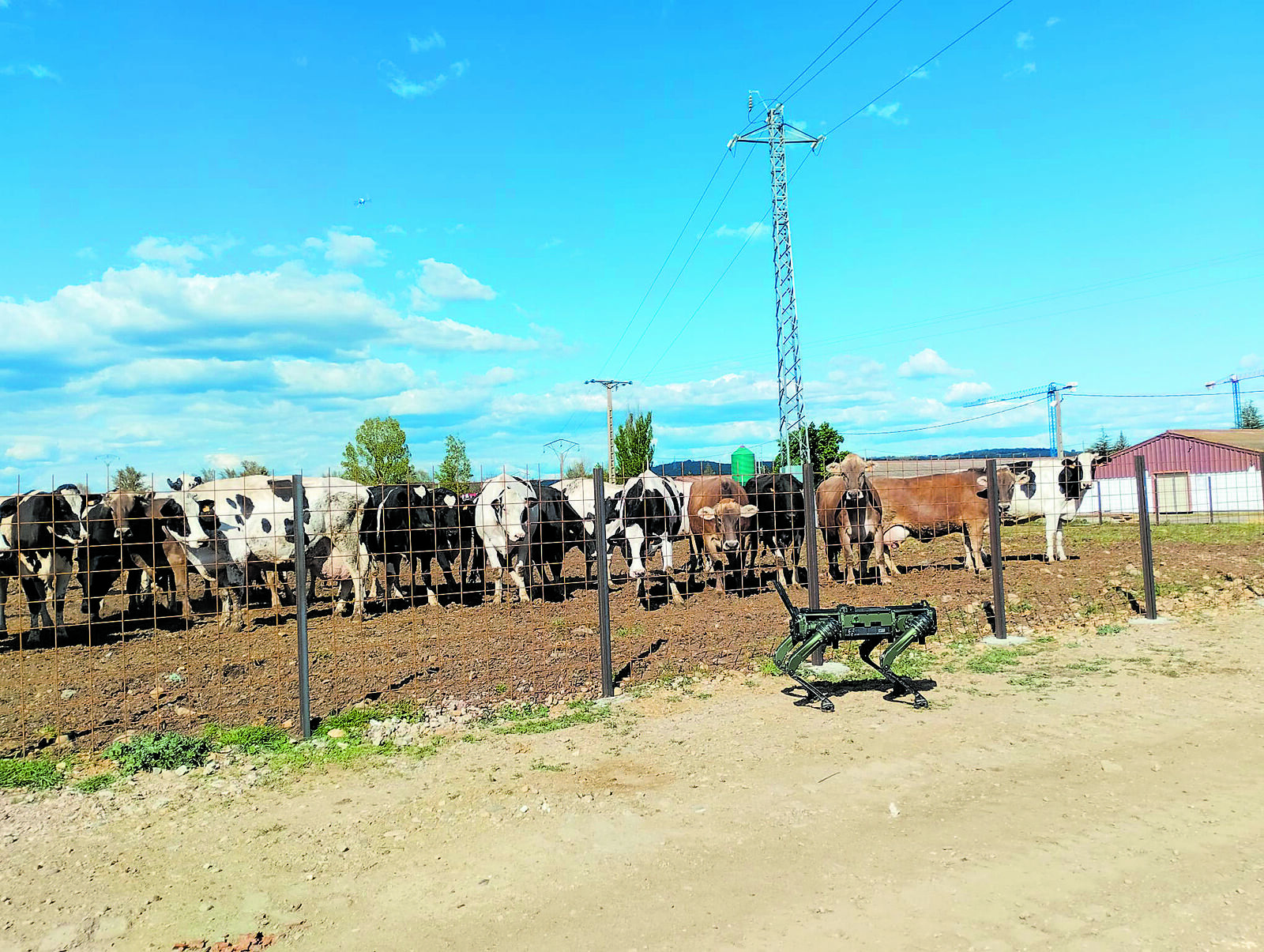 La idea del perro robot es para trabajar con rebaños de ovejas pero al cruzarse con uno de vacas también quisieron observar su comportamiento. | F. GARCÍA