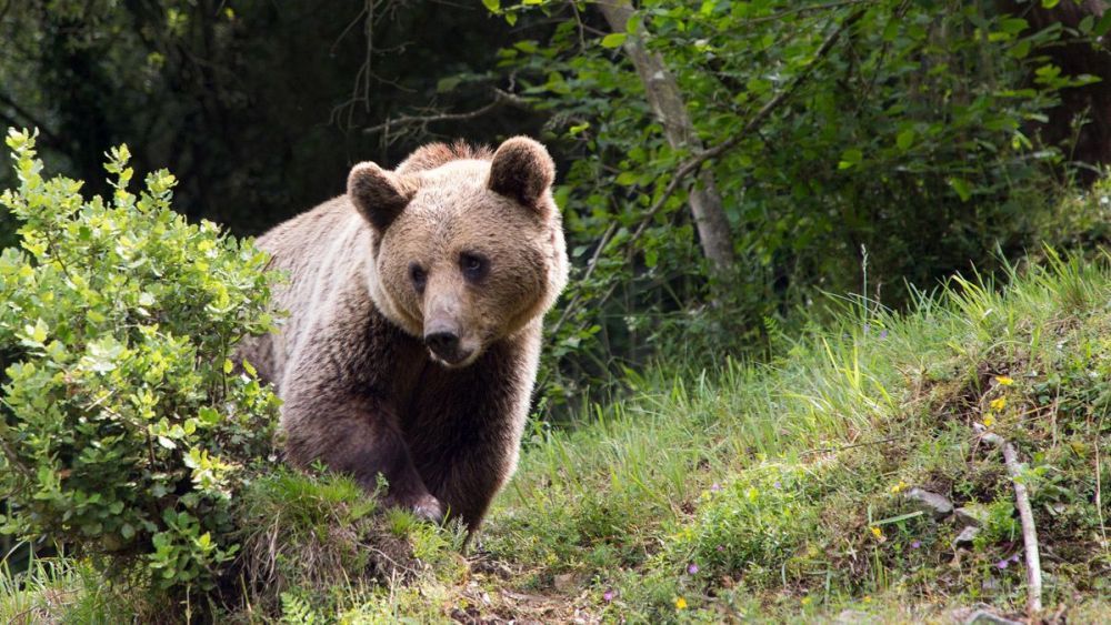 Imagen de archivo de un oso pardo. | L.N.C.