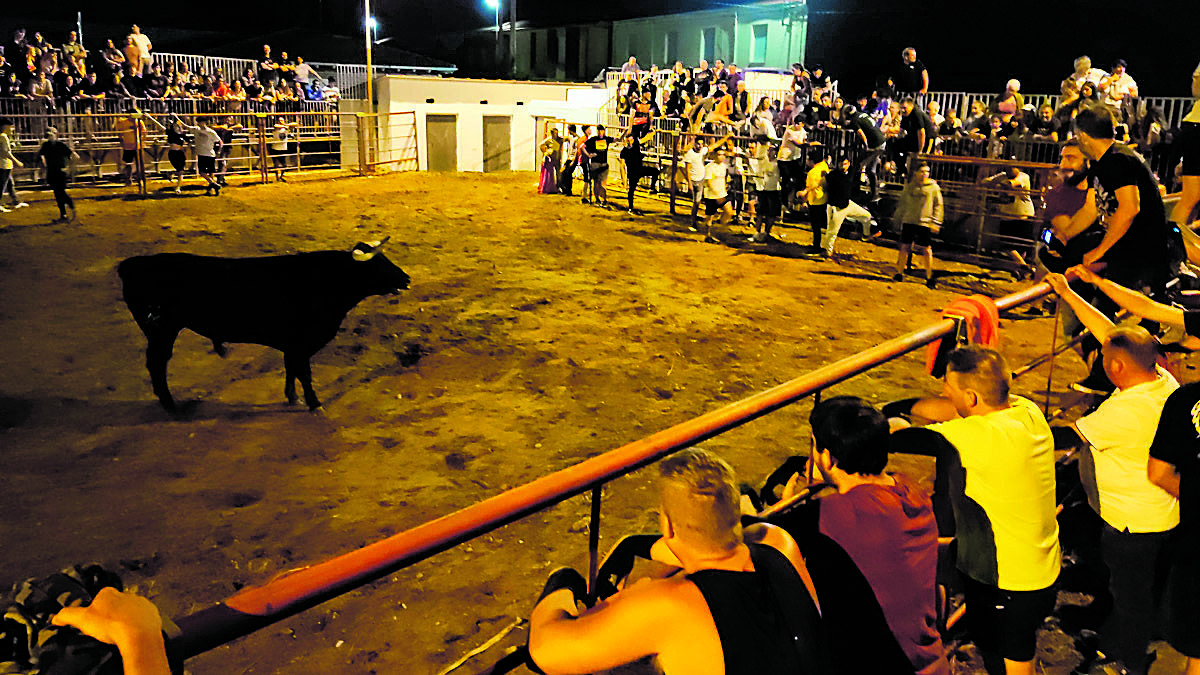 Encierro de las vaquillas durante las fiestas del año pasado. | ALEJANDRO RODRÍGUEZ